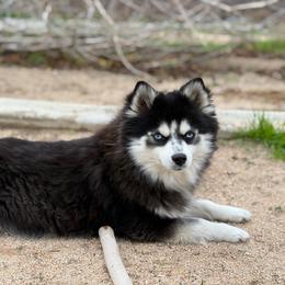 Pomsky puppies from Legendary Pomskies