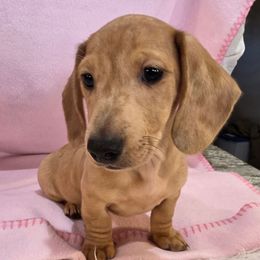 Girl 2 - Red female Dachshund puppy in Polo, Missouri from Cool Runnin Dachshunds