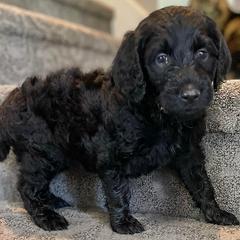 Double Doodles from Kelling Doodle Doods