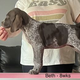 Girl 1 - German Shorthaired Pointer puppy in Walford, Iowa from Wild Rose GSP's