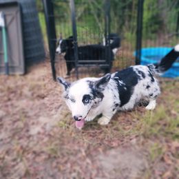 Boy 1 - Blue merle and white male Cardigan Welsh Corgi puppy in Natchitoches. La, Louisiana from Bleu Bayou Corgis