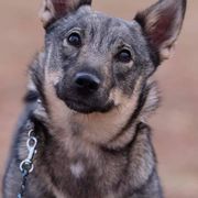 Swedish Vallhunds from Skaldsong Swedish Vallhunds