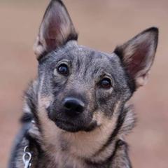 Swedish Vallhunds from Skaldsong Swedish Vallhunds