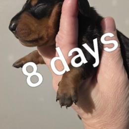 Rico - Black and tan male Dachshund puppy in Dayton, Ohio from Jen's Mini Dachshunds