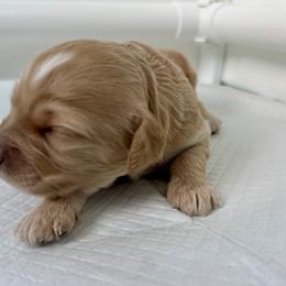 Bernedoodle, Bernese Mountain Dog, Cavalier King Charles Spaniel, Cavapoo, and Poodle Puppies from Ellas.Pups (Bernedoodles & Cavapoos)
