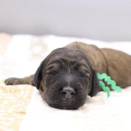 Green - Sable male Goldendoodle puppy in Maryville, Tennessee from Twin City Doodles