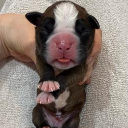 Dk. Pink Collar Fawn Female - Fawn female Boxer puppy in Alpine, New York from Kickin Rooster AKC Boxers