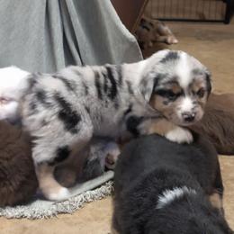 Snickers - Blue merle male Miniature Australian Shepherd puppy in Crockett, Texas from Pleasant Grove Aussies
