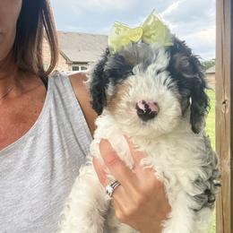 Boy 2 (red vine) - Blue merle male Aussiedoodle puppy in Paradise, Texas from Diamond Z Poodles & Doodles