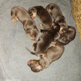 Dachshund Puppies from Weenies on the Lake