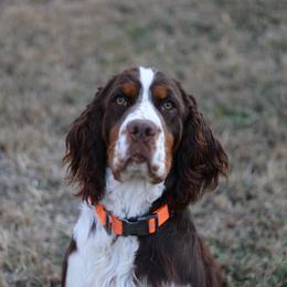 Scrappy - Liver white and tan male English Springer Spaniel puppy in Eastman, Georgia from Mossy Creek Springers