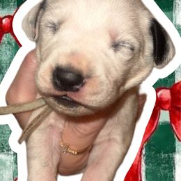 Christmas - White and black female Dalmatian puppy in Bremen, Georgia from Clark’s Dalmatians