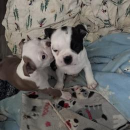 Boston Terrier puppies from Deb's Boston Terriers