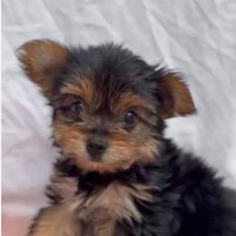 Lola - Black and tan female Yorkshire Terrier puppy in Boston, Massachusetts from Little Yorkes of Boston