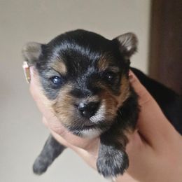 Salem - Black and tan male Yorkshire Terrier puppy in Thornville, Ohio from My precious yorkies