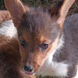 American Corgi and Pembroke Welsh Corgi Puppies from Angelique Brooks