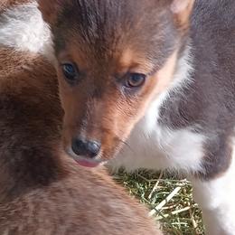 American Corgi and Pembroke Welsh Corgi Puppies from Angelique Brooks