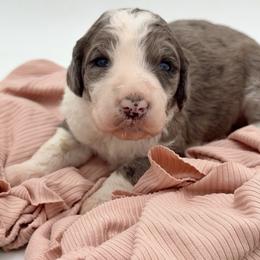 Ally - Blue merle female Sheepadoodle puppy in Willacoochee, Georgia from Kitandkboodle's Doodles
