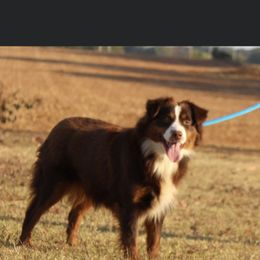Miniature American Shepherd puppies from Blue Blood Mini Aussies