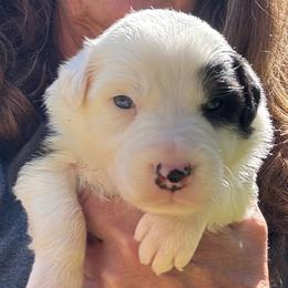 Girl 1 - Tri-color female Border Collie puppy in Michie, Tennessee from Rivendell Border Collies