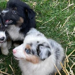Miniature Australian Shepherds from McCleary Livestock