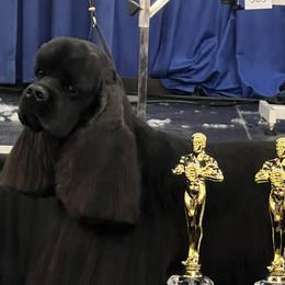 Captain Hook - Cocker Spaniel