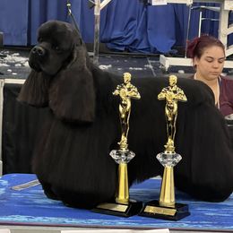 Captain Hook - Cocker Spaniel