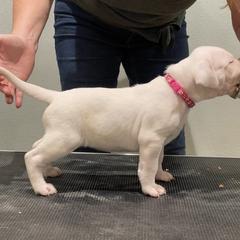Dogo Argentino Puppies from Bestiarius Kennels