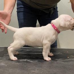 Dogo Argentino Puppies from Bestiarius Kennels
