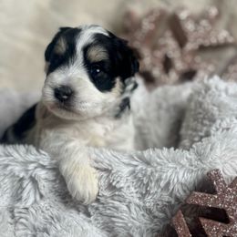 Noel - Parti female Miniature Schnauzer puppy in Milmay, New Jersey from Butterleaf Farms