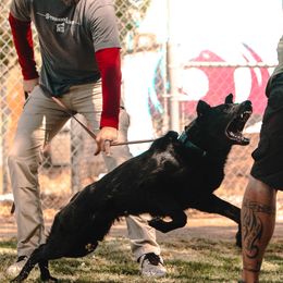 Australian Shepherds and German Shepherds from Savage K9