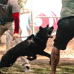 Australian Shepherds and German Shepherds from Savage K9