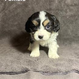 Cavalier King Charles Spaniel and Miniature Schnauzer Puppies from Lennox Thompson