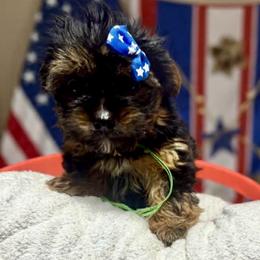 Green boy - Blue and gold male Yorkshire Terrier puppy in Milton, Florida from Sassenach Yorkie Kennels