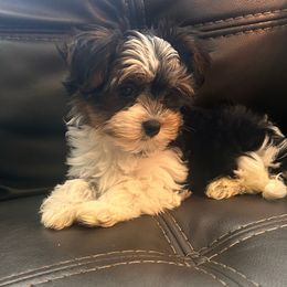 Elsa - Parti female Yorkshire Terrier puppy in Ocala, Florida from Top Notch Pupz