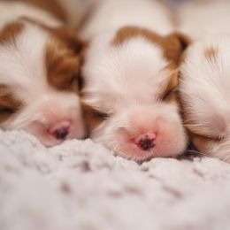 Cavalier King Charles Spaniel Puppies from Country View Cavaliers