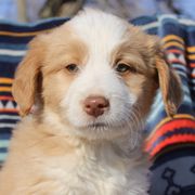 Ralphie - White and gold Bordoodle puppy in Baxter Springs, Kansas from JM Lazy S Doodles and Border Collies