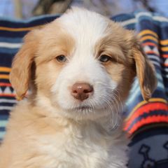 Ralphie - White and gold Bordoodle puppy in Baxter Springs, Kansas from JM Lazy S Doodles and Border Collies