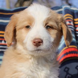Ralphie - White and gold Bordoodle puppy in Baxter Springs, Kansas from JM Lazy S Doodles and Border Collies