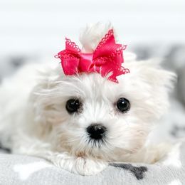 Tiffany - Maltese puppy in Tampa, Florida from Petite Pawz