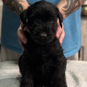 Boy 3 - Black Standard Schnauzer puppy in Thurmont, Maryland from Die Nassen Baerte
