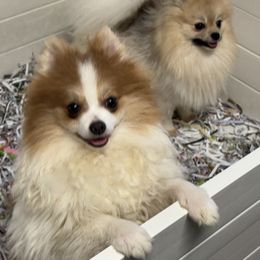 Stryker - Orange parti Pomeranian puppy in Silver Springs, New York from Humehill