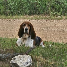 Pepper - Basset Hound