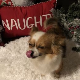 Chihuahua Puppies from So Sweet Chihuahuas