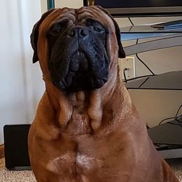 Bruno - Bullmastiff