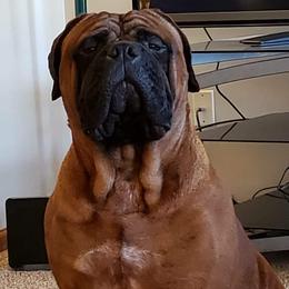 Bruno - Bullmastiff
