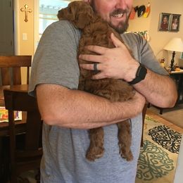 Cockapoo Puppies from Maple’s Cockapoo Puppies