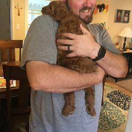 Cockapoo Puppies from Maple’s Cockapoo Puppies
