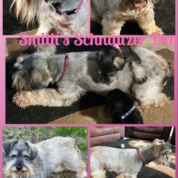 Holly - Miniature Schnauzer
