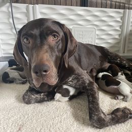 German Shorthaired Pointer Puppies from Lauren Kennedy